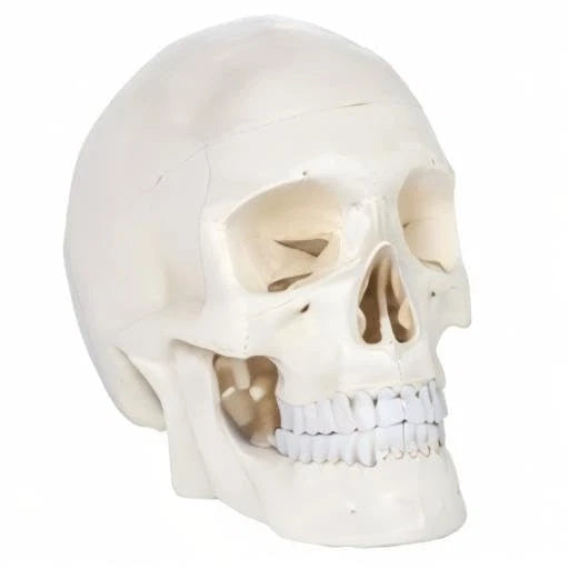 Axis Scientific Human Skull Model Life size (8 x 7 x 5 inches), Bone White