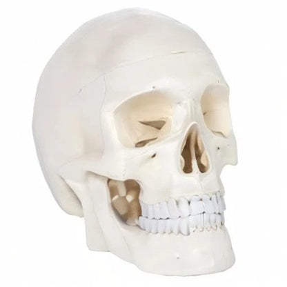 Axis Scientific Human Skull Model Life size (8 x 7 x 5 inches), Bone White