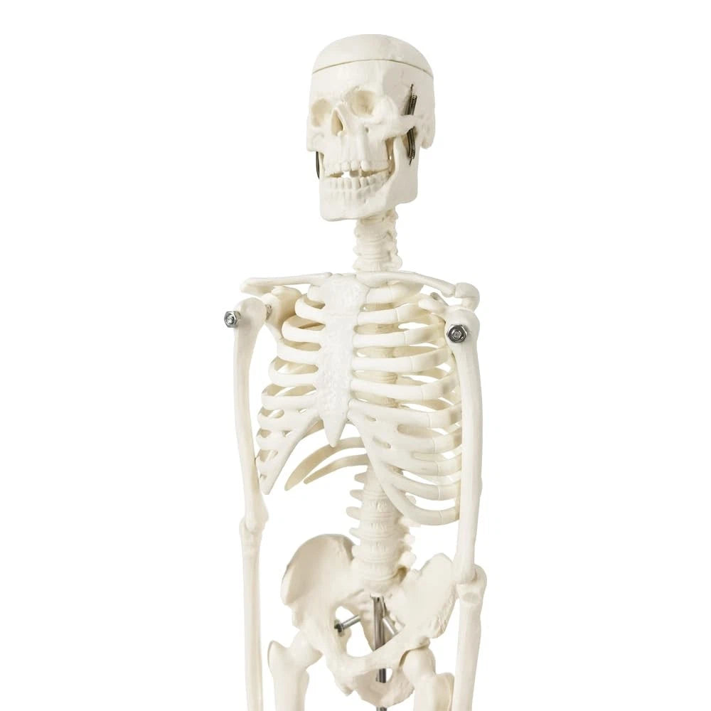 EVOTECH SCIENTIFIC Mini Human 17.7''-1/4 life size, Skeleton Model