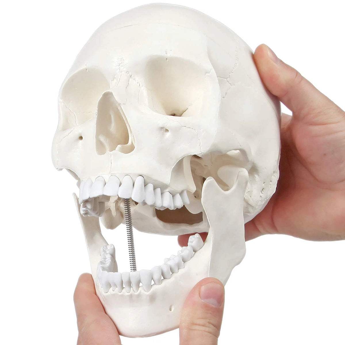 Axis Scientific Human Skull Model Life size (8 x 7 x 5 inches), Bone White