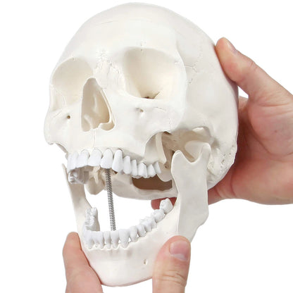 Axis Scientific Human Skull Model Life size (8 x 7 x 5 inches), Bone White