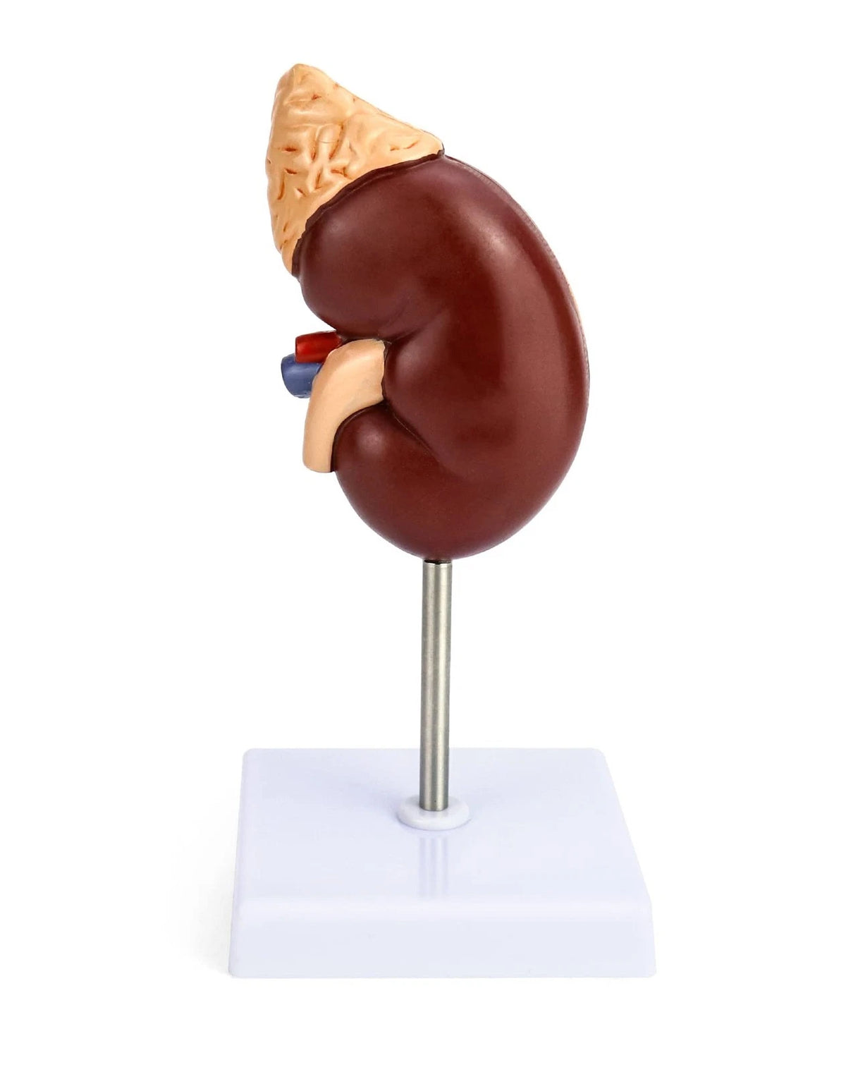 QWORK Life-Size Kidney Model, Divided into 2 Parts Showing Internal...