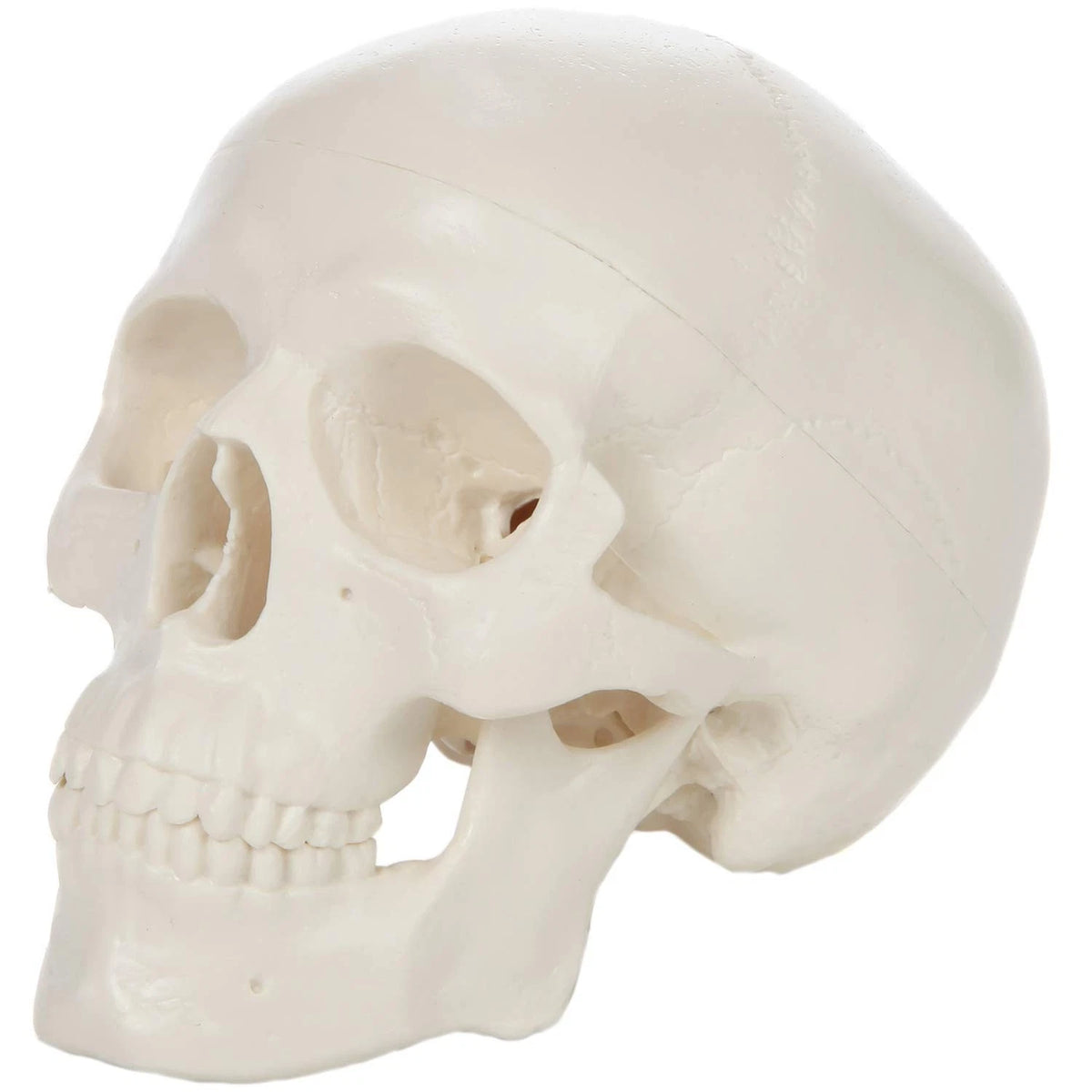 Miniature Human Skull Model, 3.5" Tall 3-Part 2 x 4 x 3 inches, Bone White