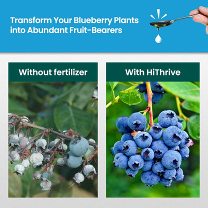 16oz Blueberry Fertilizer - Makes 16 Gallons of Fruit Tree 16 oz (1 Pint)