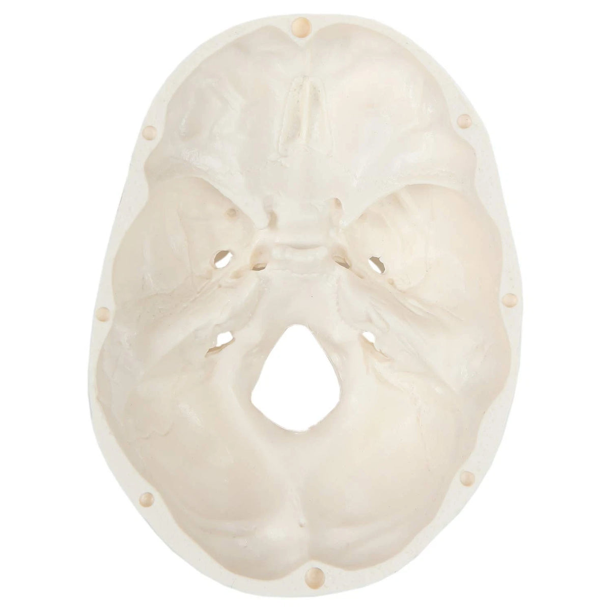 Miniature Human Skull Model, 3.5" Tall 3-Part 2 x 4 x 3 inches, Bone White