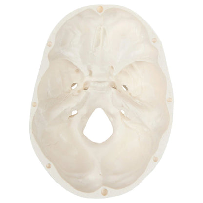 Miniature Human Skull Model, 3.5" Tall 3-Part 2 x 4 x 3 inches, Bone White