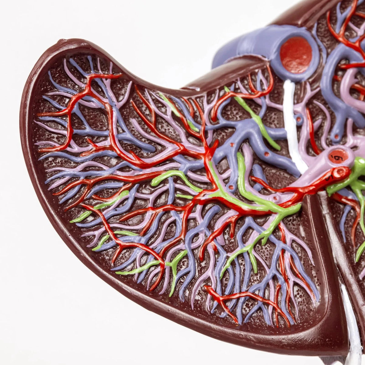 EVOTECH SCIENTIFIC Deluxe Human Liver Anatomical Model, 2 Parts 1.5X...