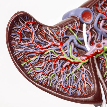 EVOTECH SCIENTIFIC Deluxe Human Liver Anatomical Model, 2 Parts 1.5X...