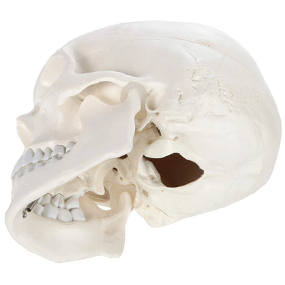 Axis Scientific Human Skull Model Life size (8 x 7 x 5 inches), Bone White