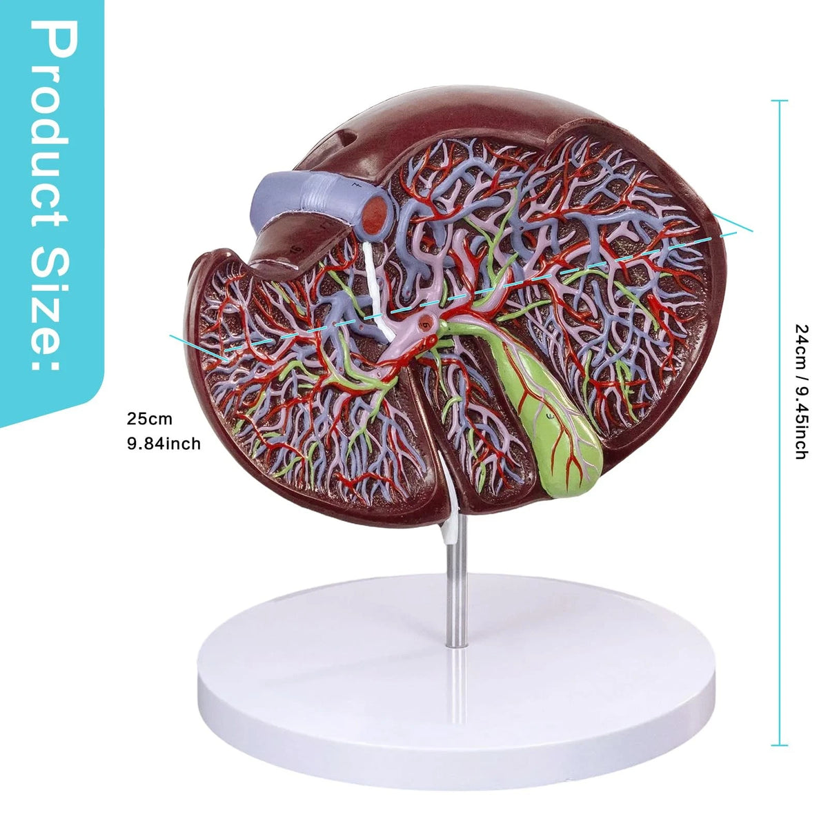 EVOTECH SCIENTIFIC Deluxe Human Liver Anatomical Model, 2 Parts 1.5X...