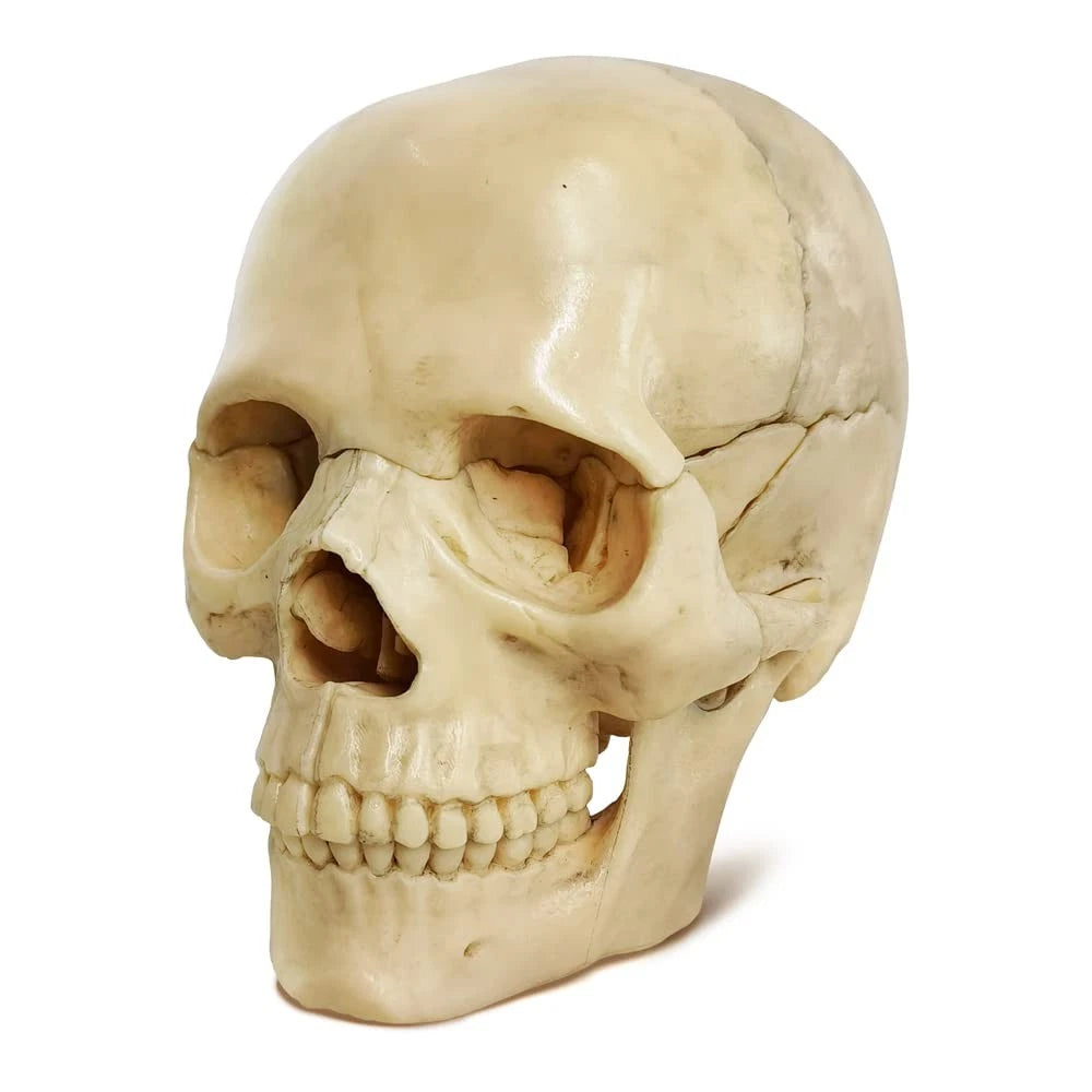 EVOTECH SCIENTIFIC Mini Human Skull Model, Didactic 15 Parts Bone Color