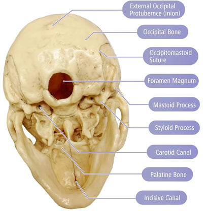 EVOTECH SCIENTIFIC Mini Human Skull Model, Didactic 15 Parts Bone Color