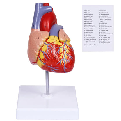 breesky Scientific Human Heart Model 2-Part Life Size Replica...
