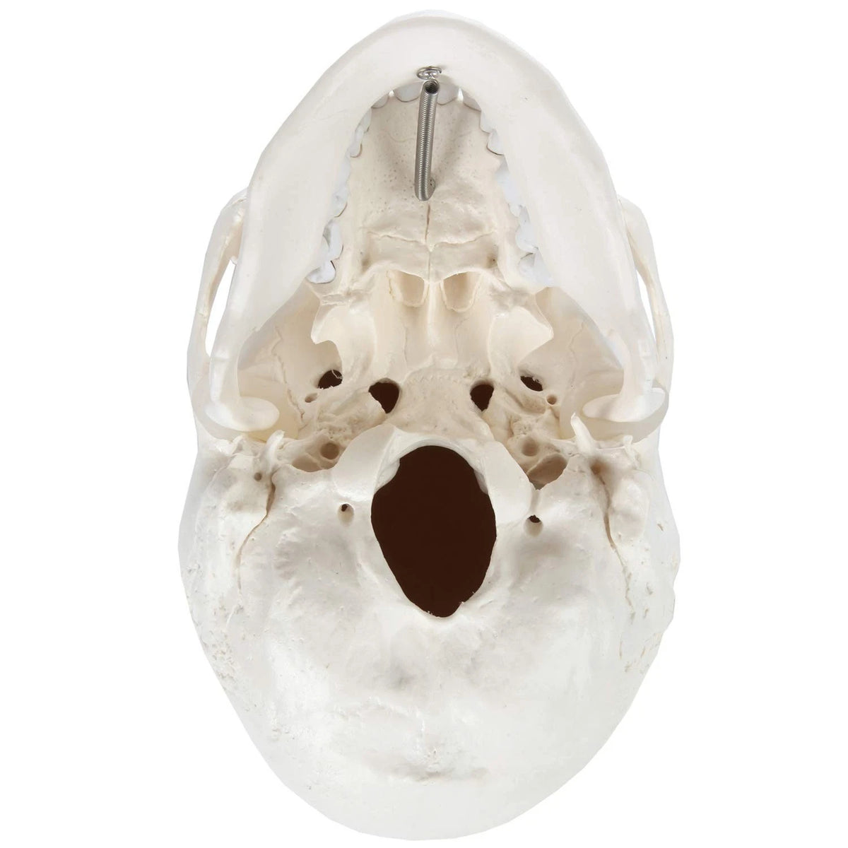 Axis Scientific Human Skull Model Life size (8 x 7 x 5 inches), Bone White