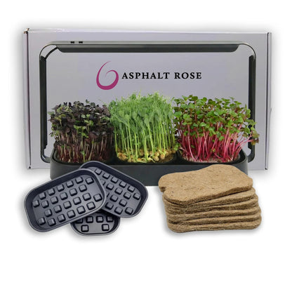 Asphalt Rose Microgreens Growing Kit Indoor, Micro Greens Indoor Herb Black
