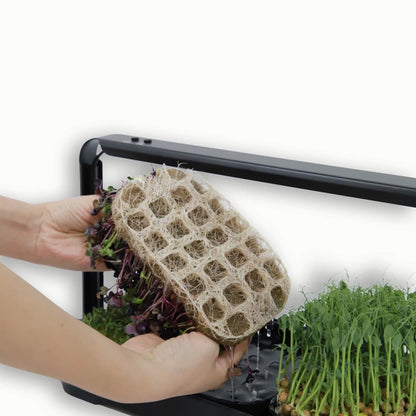 Asphalt Rose Microgreens Growing Kit Indoor, Micro Greens Indoor Herb Black