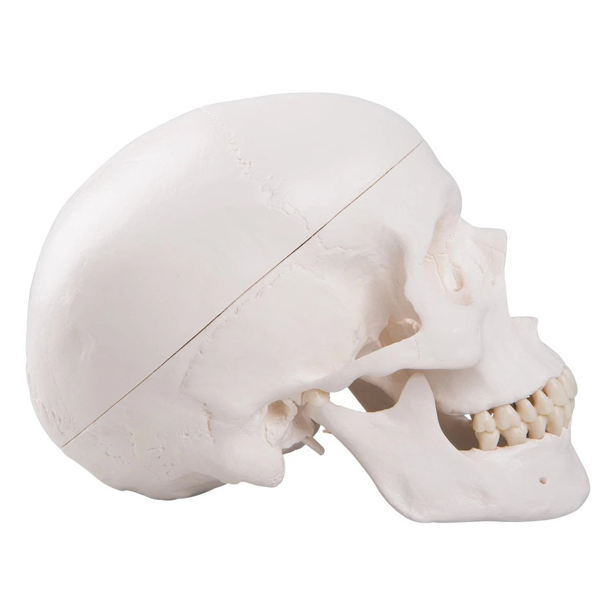 3B Scientific A20 Human Anatomy - Classic Skull Model with classique