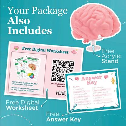 Cross Section Foam Brain Model | Free Stand, Answer Sheet & Digital...