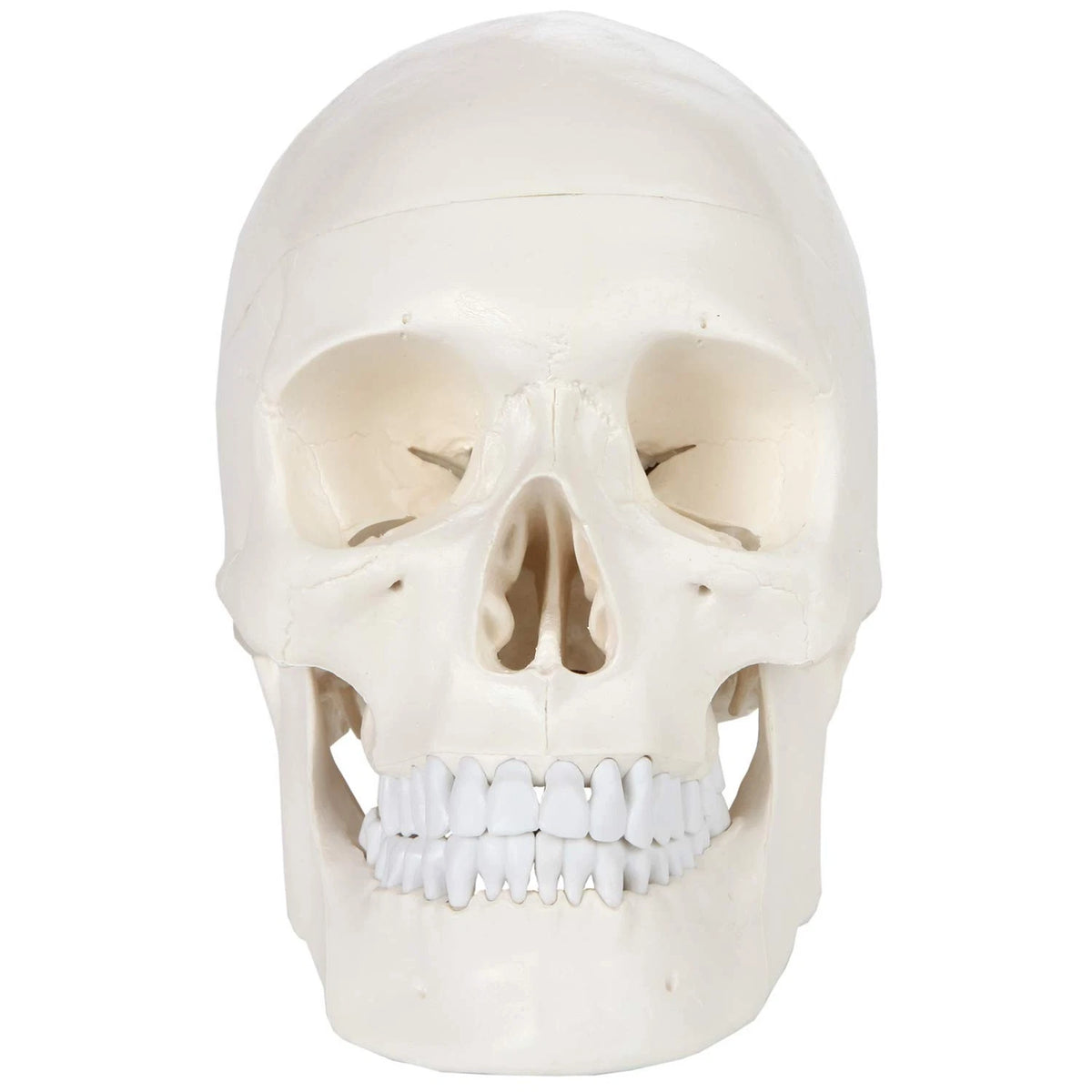 Axis Scientific Human Skull Model Life size (8 x 7 x 5 inches), Bone White