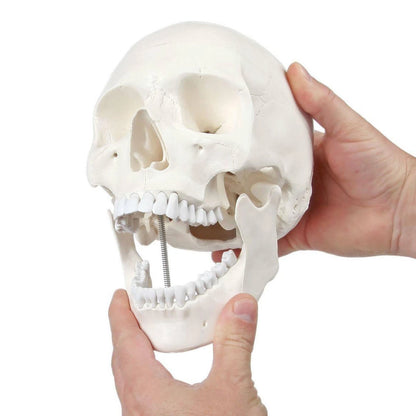 Axis Scientific Human Skull Model Life size (8 x 7 x 5 inches), Bone White