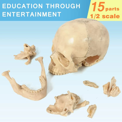 EVOTECH SCIENTIFIC Mini Human Skull Model, Didactic 15 Parts Bone Color