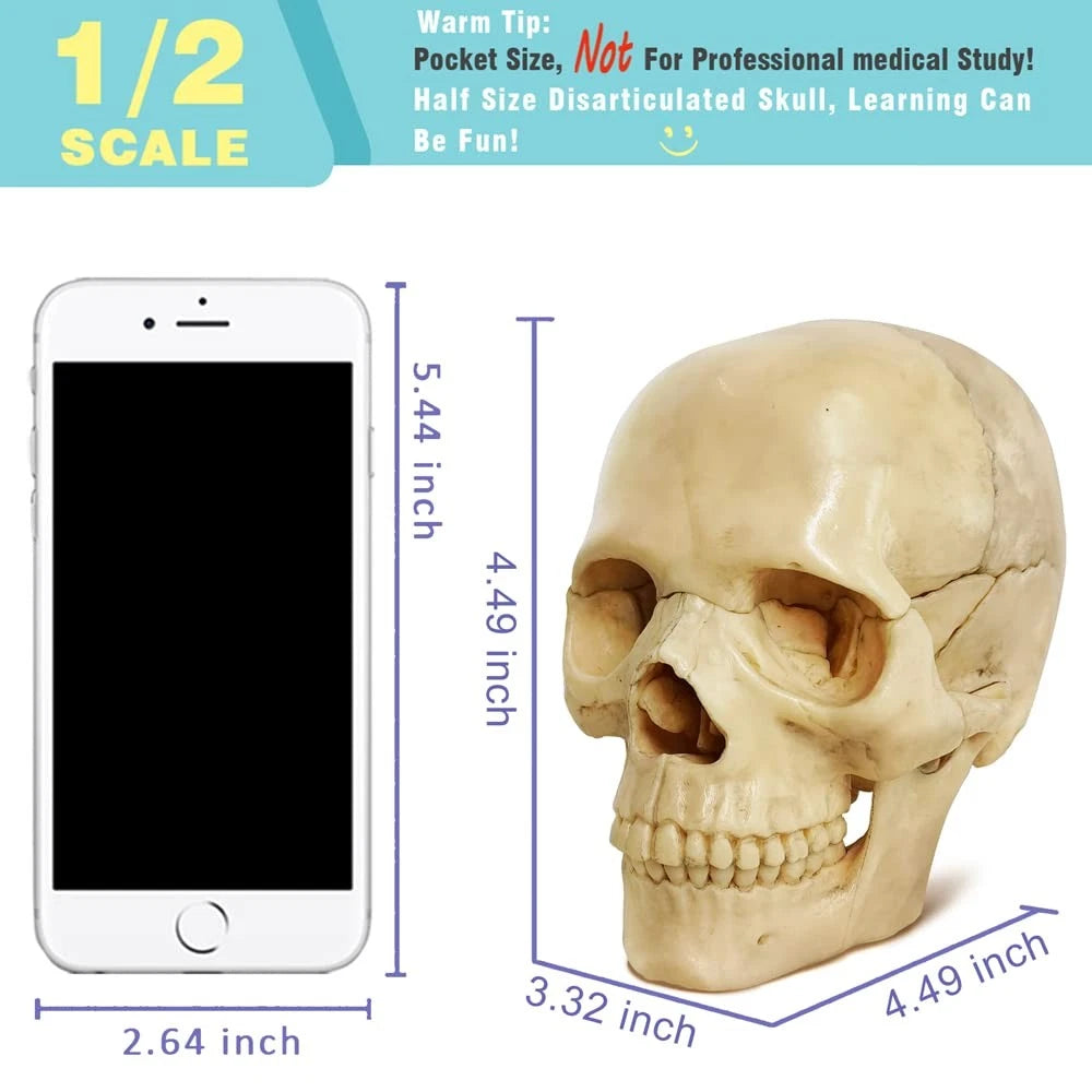 EVOTECH SCIENTIFIC Mini Human Skull Model, Didactic 15 Parts Bone Color