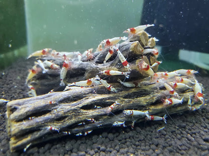 Natural Cholla Wood for Aquarium Decoration Shrimp and 4 Inch (3 Pack), Stone