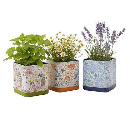 Buzzy Seeds Herbal Tea Garden Grow Kit 3-Pack - Metal Windowsill Floral
