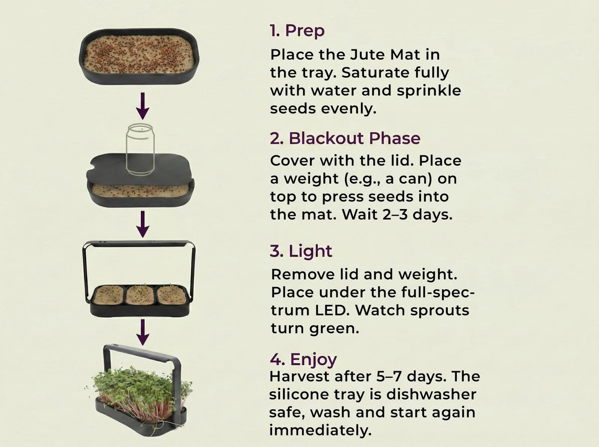 Asphalt Rose Microgreens Growing Kit Indoor, Micro Greens Indoor Herb Black