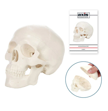 Miniature Human Skull Model, 3.5" Tall 3-Part 2 x 4 x 3 inches, Bone White