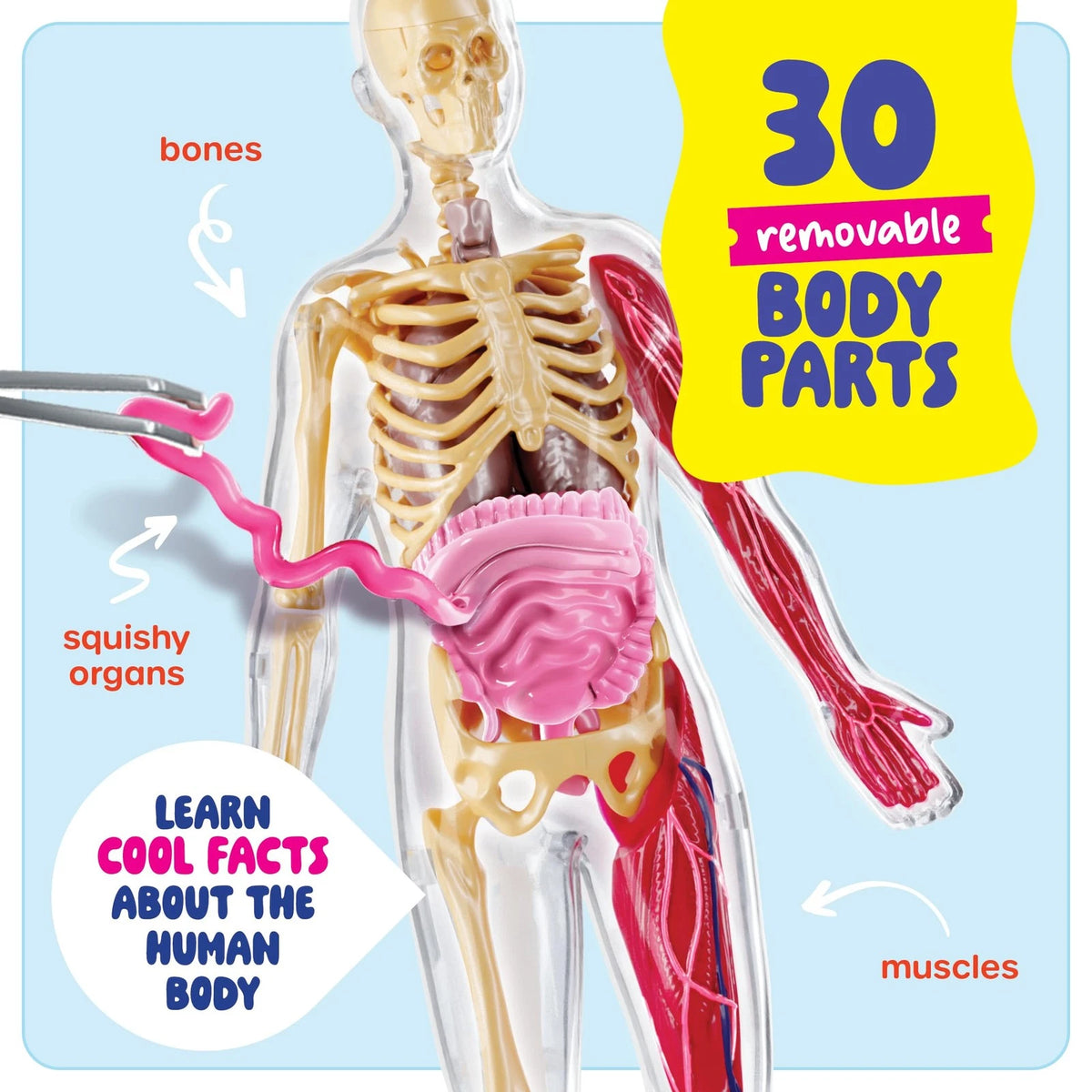 Dan&Darci Human Anatomy 6.5 inches wide, 12.8 long, 2 high