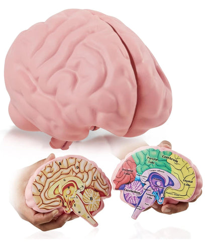 Cross Section Foam Brain Model | Free Stand, Answer Sheet & Digital...