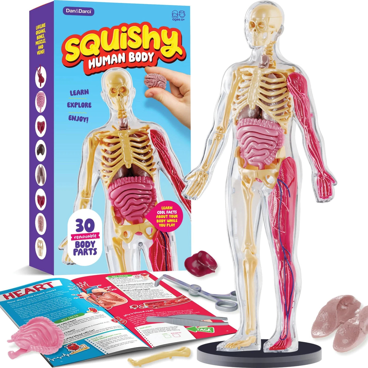 Dan&Darci Human Anatomy 6.5 inches wide, 12.8 long, 2 high