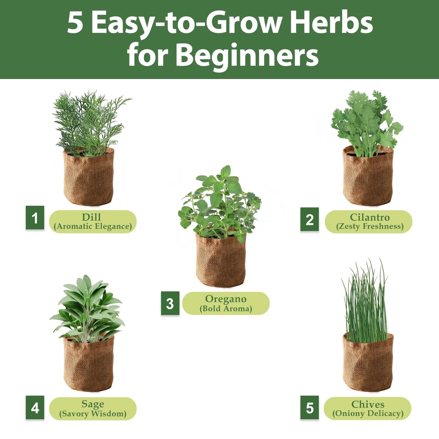 5 Herb Garden Planter Indoor with Wooden Box, Home Kitchen Seed B-Herb