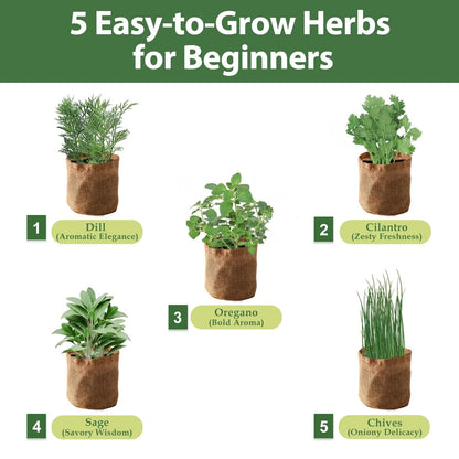5 Herb Garden Planter Indoor with Wooden Box, Home Kitchen Seed B-Herb