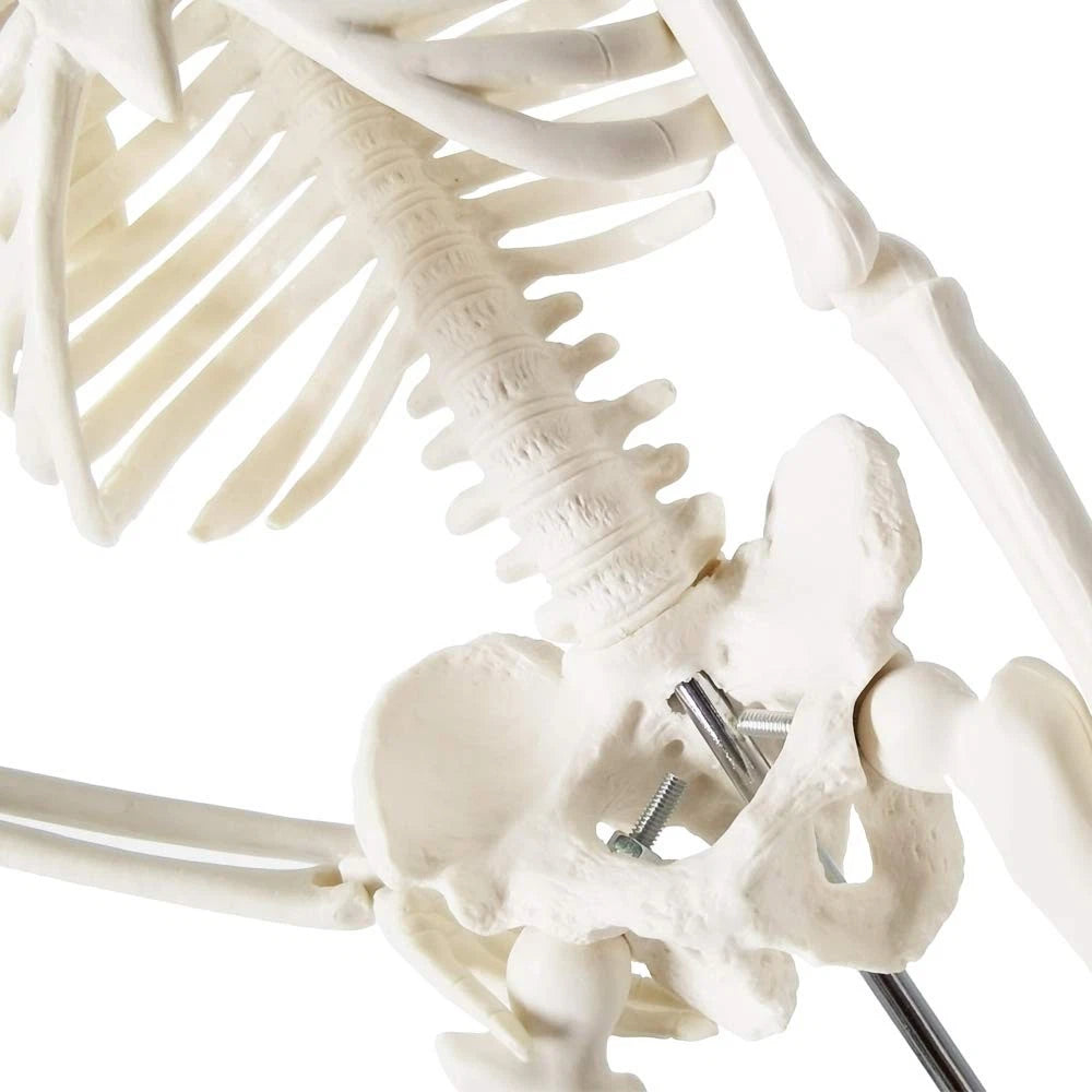 EVOTECH SCIENTIFIC Mini Human 17.7''-1/4 life size, Skeleton Model