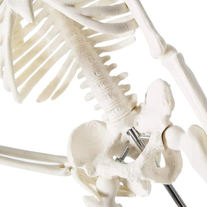EVOTECH SCIENTIFIC Mini Human 17.7''-1/4 life size, Skeleton Model
