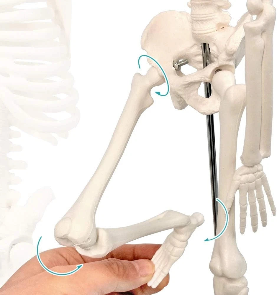 HORIZON 17.7“ High Scientific Human Skeleton Model for Anatomy,Anatomy...