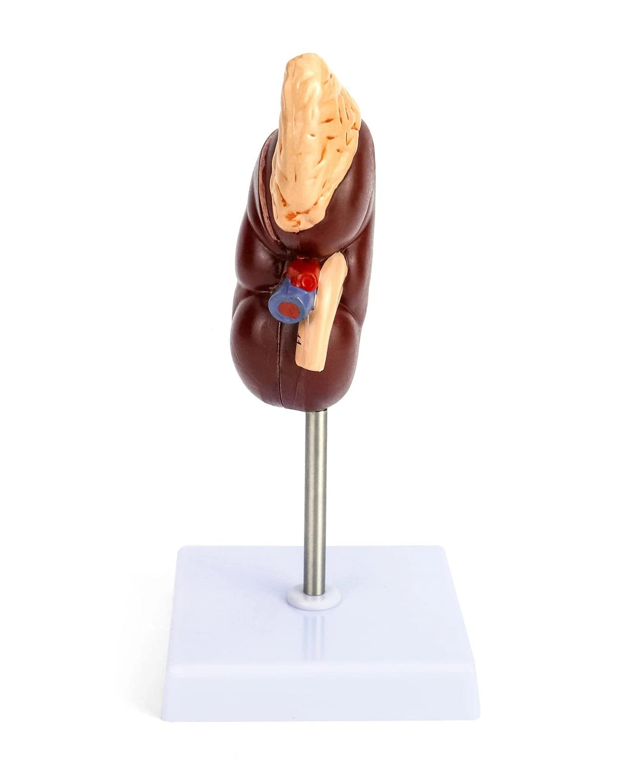 QWORK Life-Size Kidney Model, Divided into 2 Parts Showing Internal...