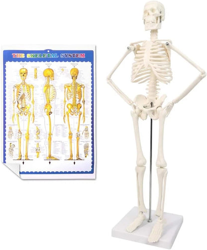 HORIZON 17.7“ High Scientific Human Skeleton Model for Anatomy,Anatomy...