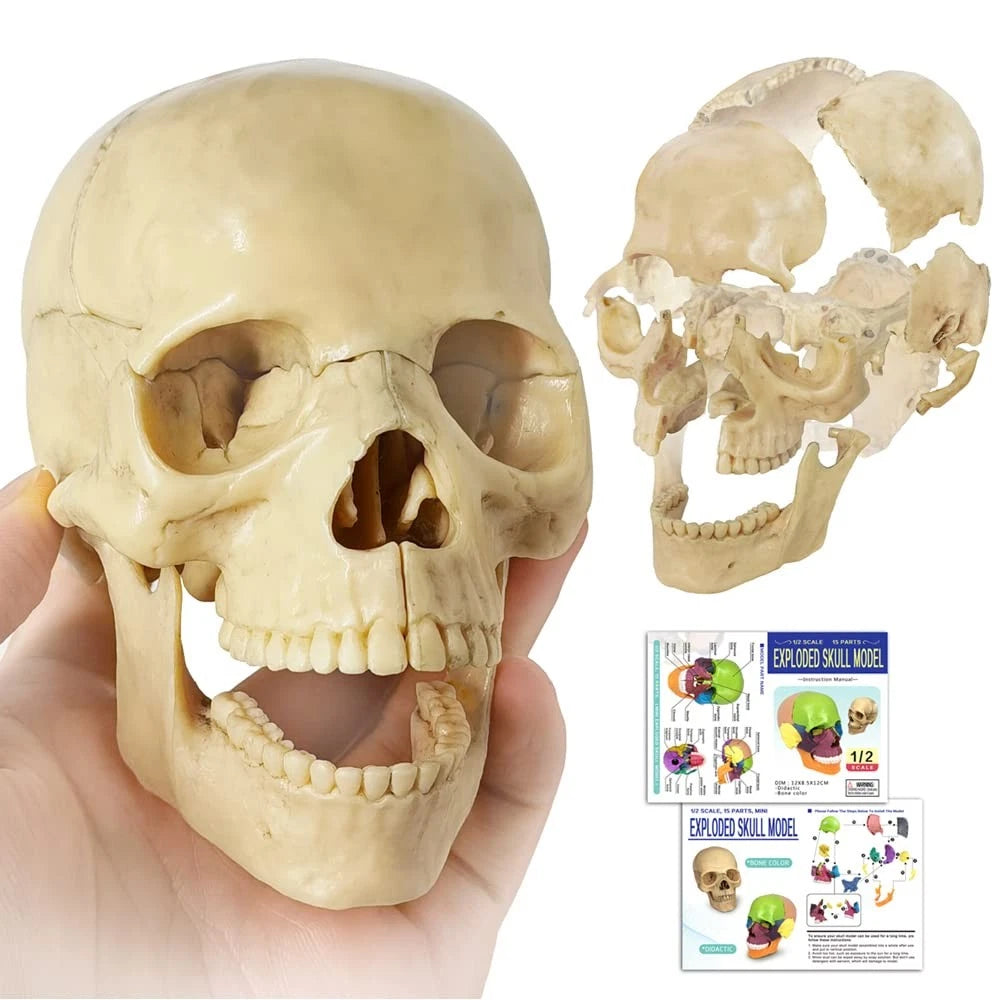 EVOTECH SCIENTIFIC Mini Human Skull Model, Didactic 15 Parts Bone Color