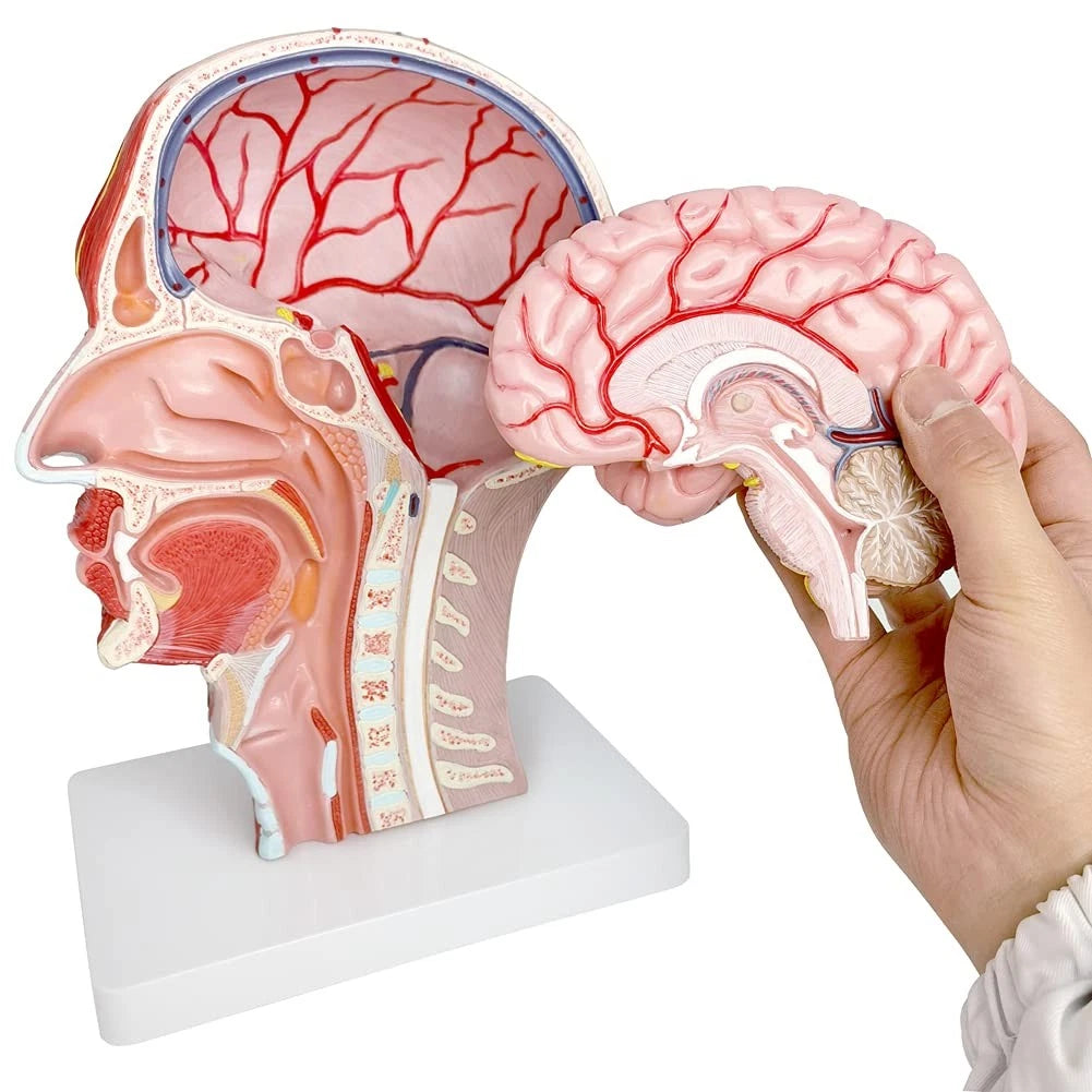EVOTECH SCIENTIFIC Human Half Head Superficial Neurovascular Musculature...