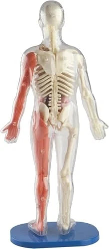 SMARTLAB Toys Squishy Human Body with 21 Removable Standard, Multicolor